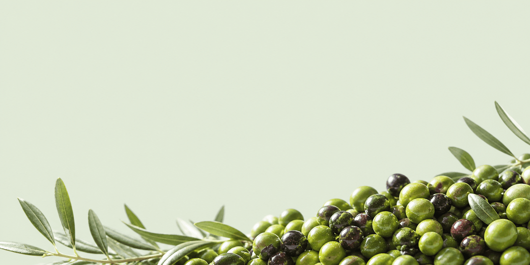 L'oro verde siciliano