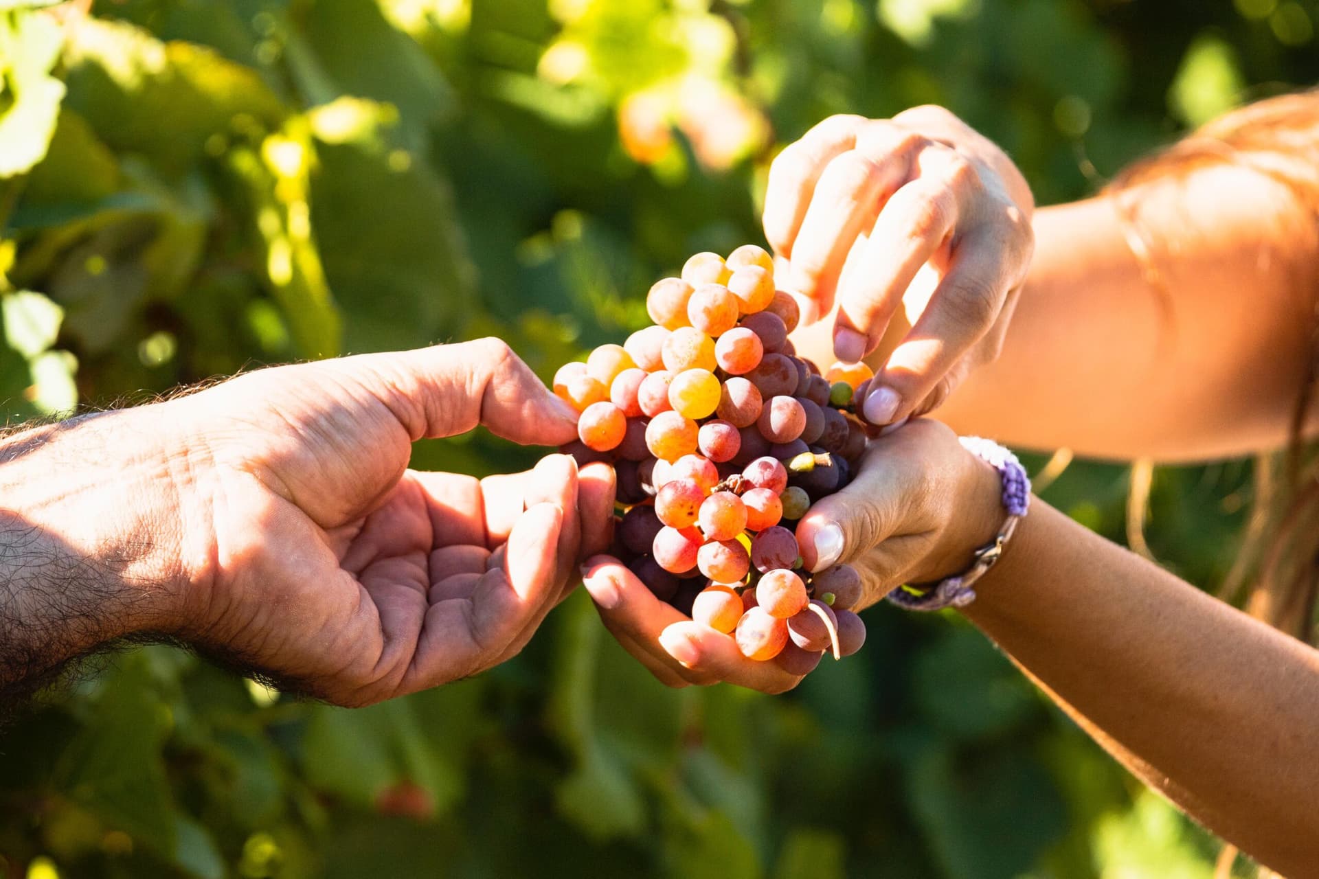 Visita ai vigneti di Cantine Fina con degustazione – Marsala 2