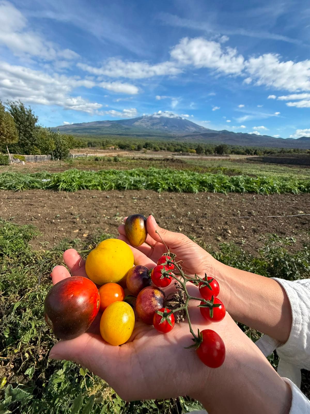 Menù Degustazione al Pistacchio D.O.P. con vista sull'Etna - Bronte 4