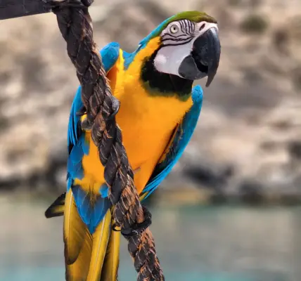 Tour in barca diurno con navi pirata, pranzo e musica - Lampedusa 8