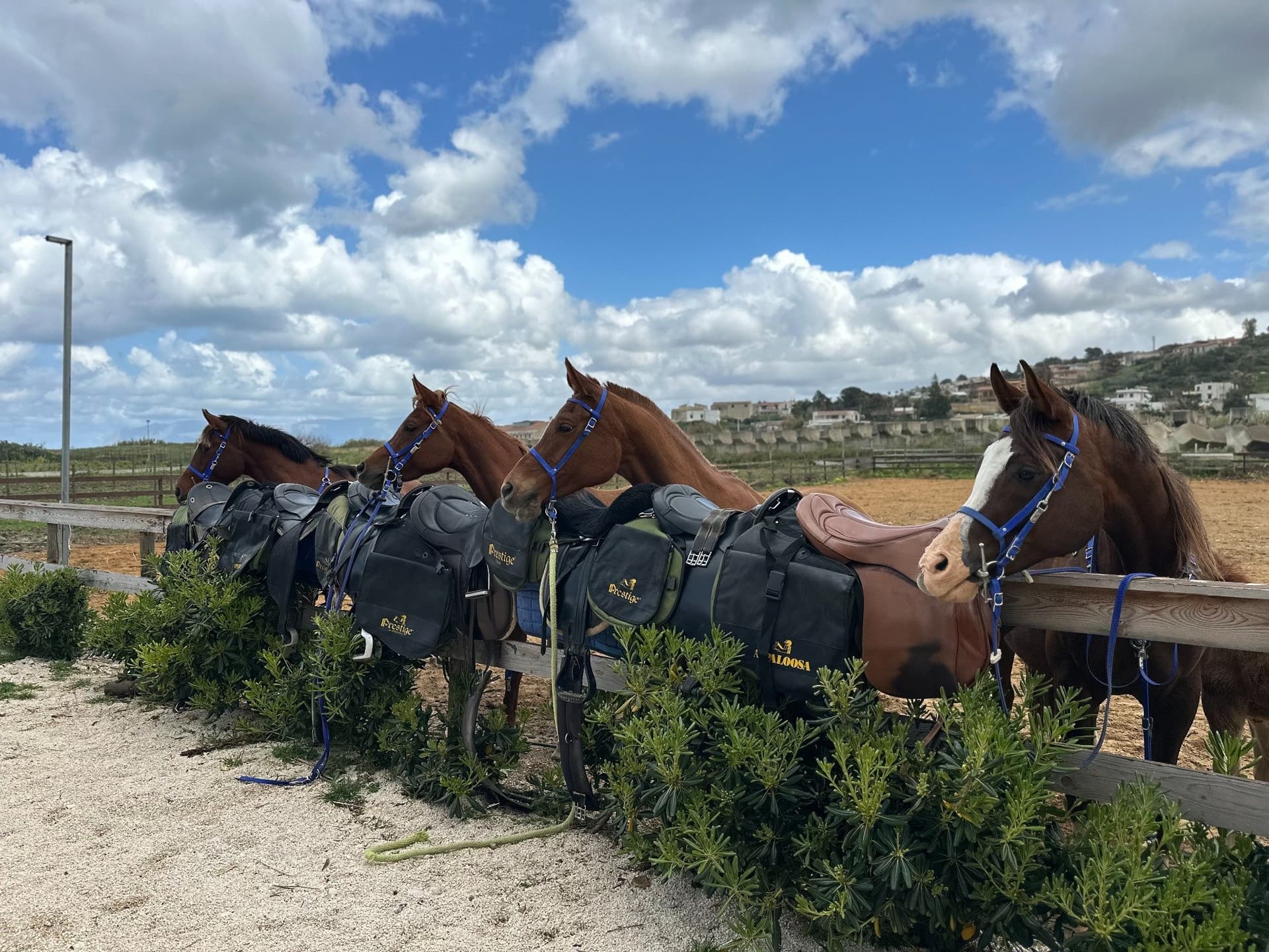 Entrare in campo e conoscere i cavallo